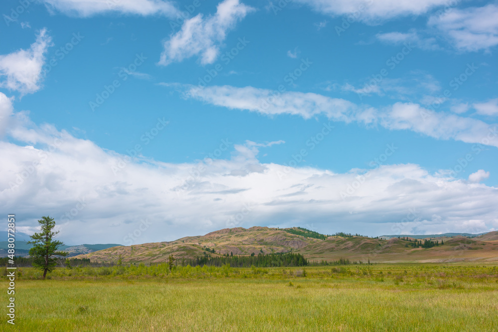 Dramatic mountain landscape with sunlit steppe with one old coniferous tree against mountain with forest in sunlight under rainy clouds in blue sky at changeable weather. Colorful mountain scenery.