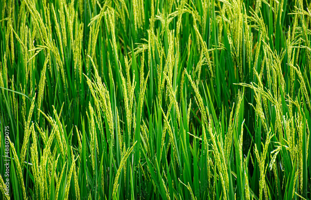 Obraz premium close up of rice at Lampung, Indonesia