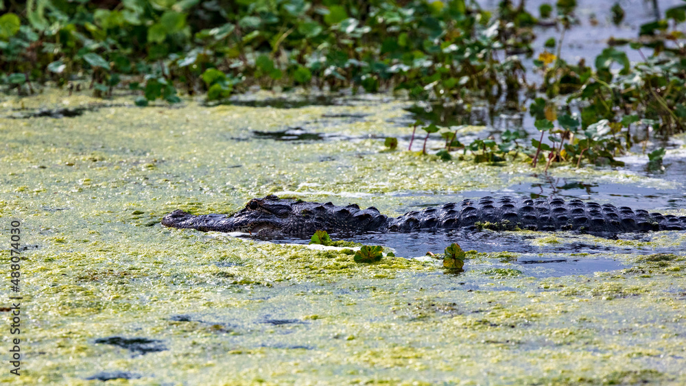Slimy Alligator hunting in a swamp Slimy Alligator hunting in a swamp