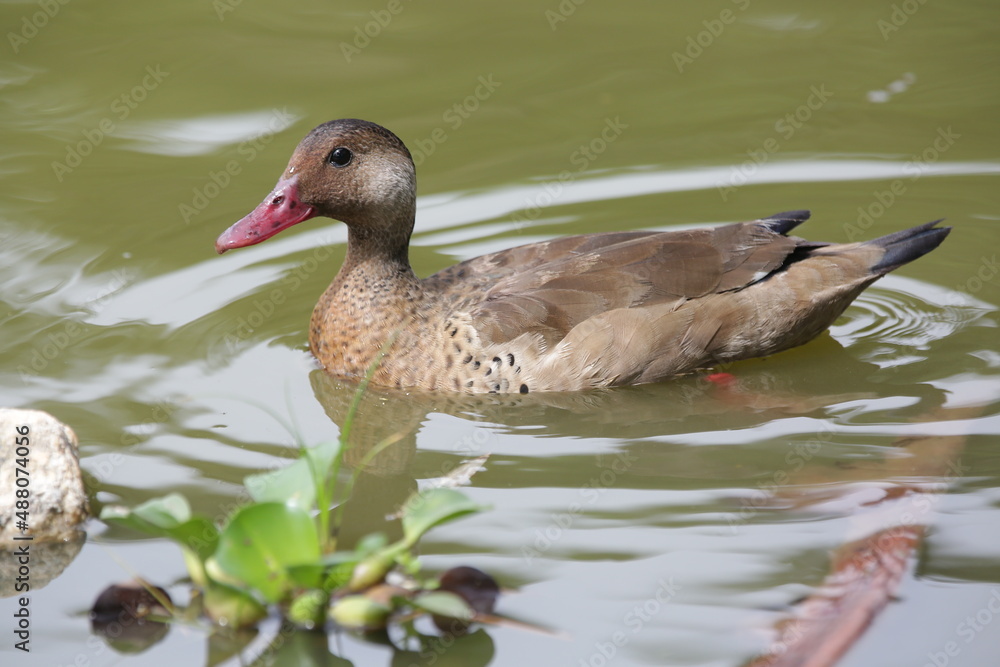 Fototapeta premium Lindo patos nandando na lagoa com fundo da natureza verde.