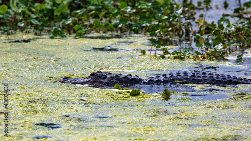 Slimy Alligator hunting in a swamp