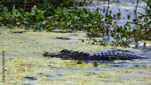 Slimy Alligator hunting in a swamp