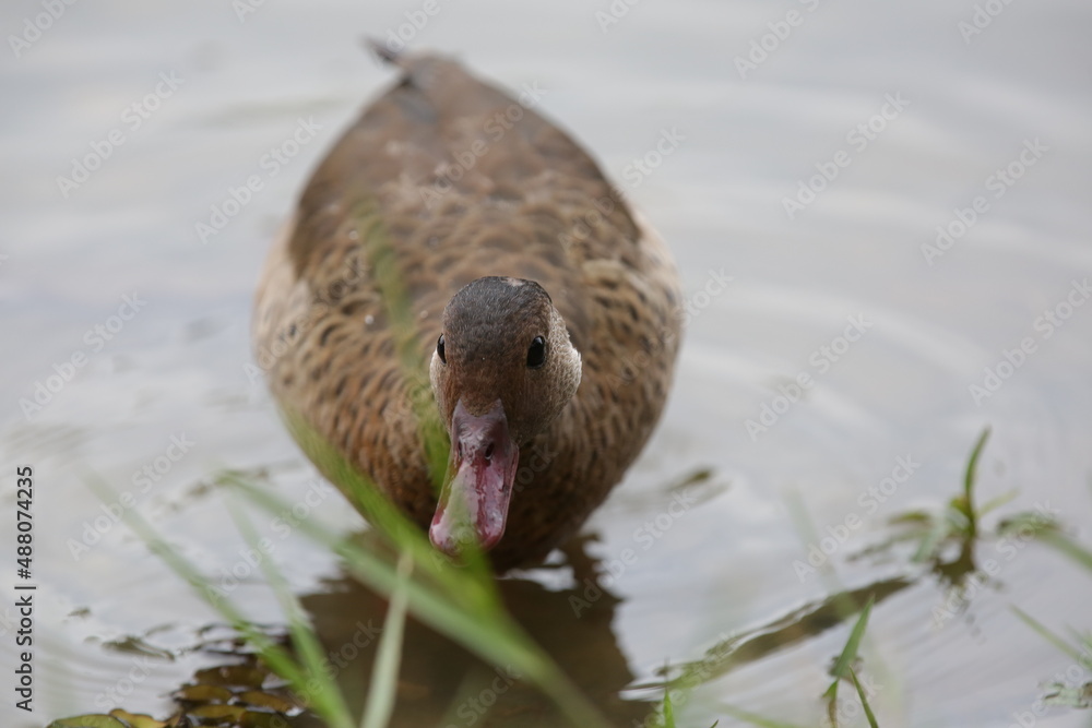 Obraz premium Lindo patos nandando na lagoa com fundo da natureza verde.