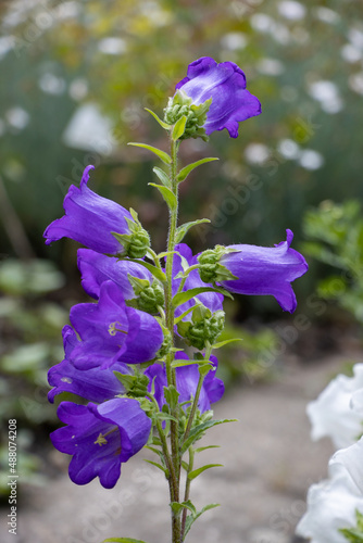 Pink flowers of Canterbury Bells (Campanula medium)