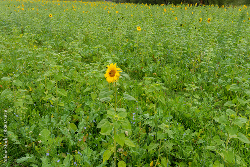 Field of bright yellow sunflowers photo