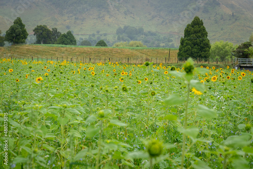 Field of bright yellow sunflowers photo