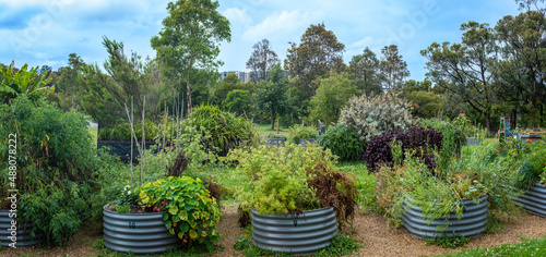 Australian urban community garden, raised beds growing vegetables and herbs for sustainable city living and wellbeing