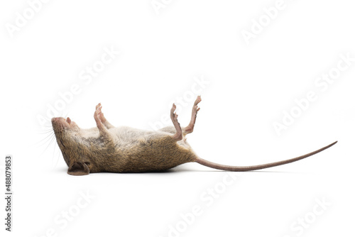 Bild auf Leinwand mouse dead isolated on white background