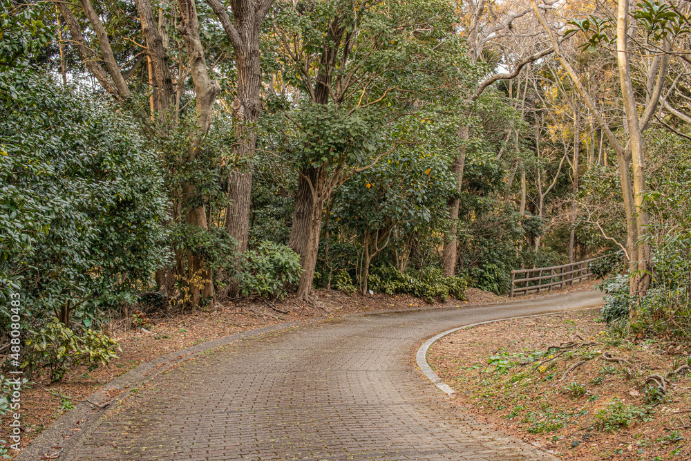 Fototapeta premium 植物園の中の遊歩道、森林と石畳の歩道