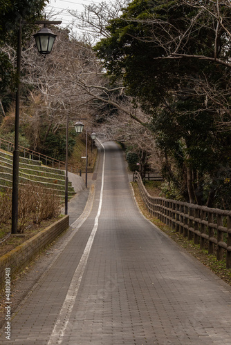 植物園の中の遊歩道、森林と石畳の歩道 © Mitsuo Iwaki