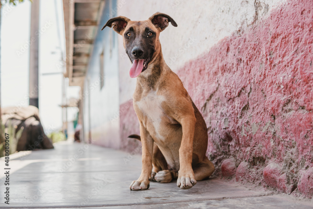 street dog from the sierra of peru street dog from the sierra of peru