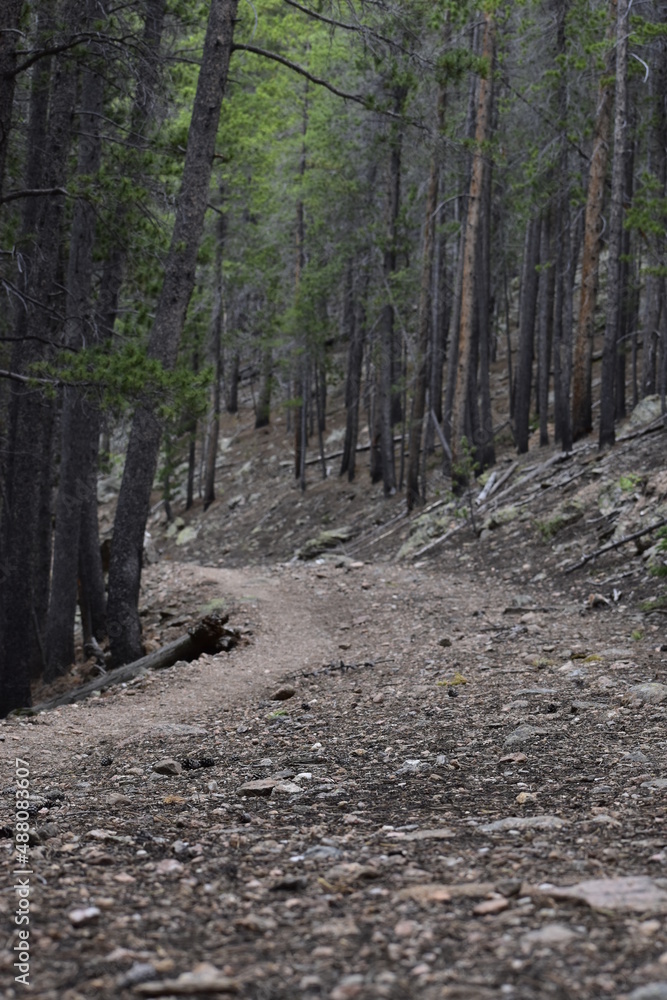 Obraz premium path in the forest