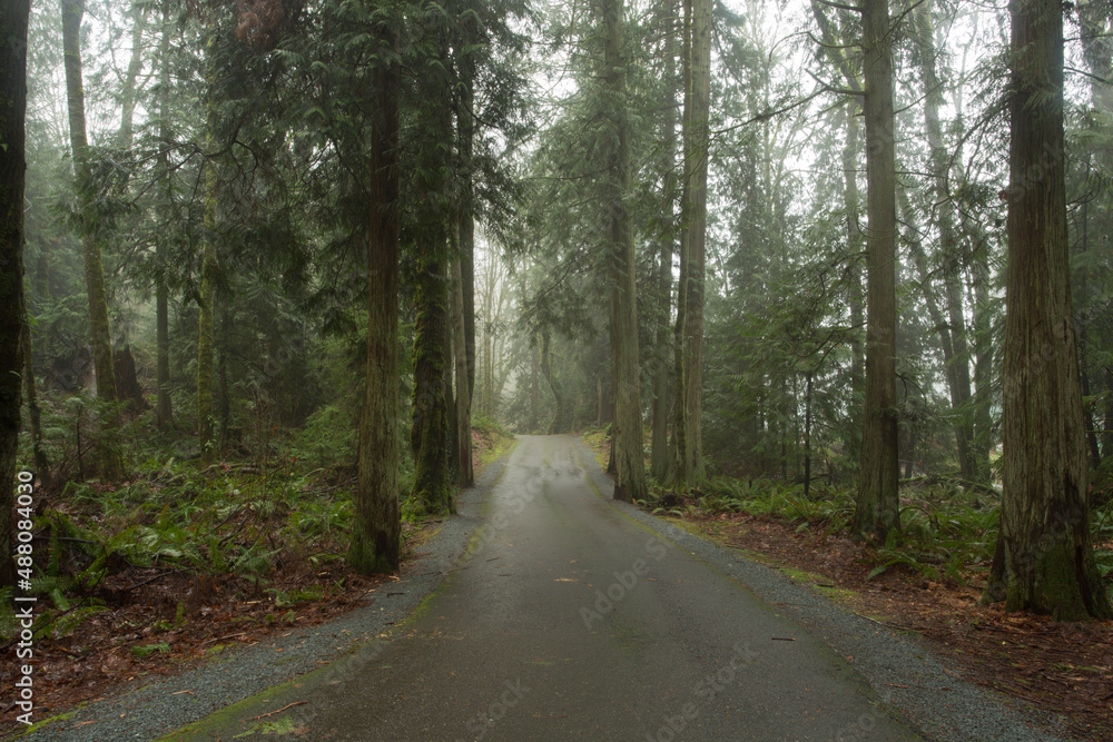 Naklejka premium A road in the woods.