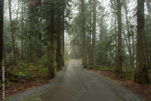 A road in the woods.