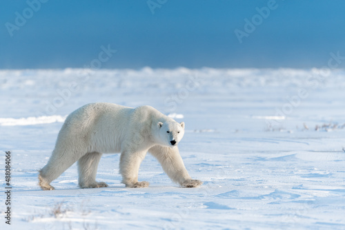 Polar bear in Canadian Arctic