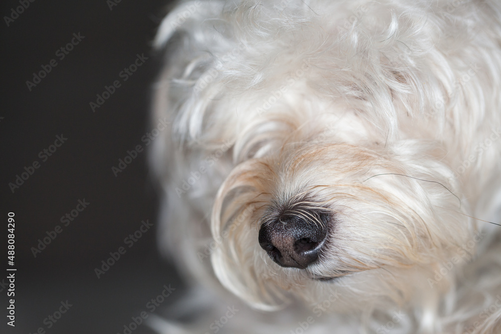 Portrait style photo of a Yorkie Bichon with white and tan fluffy hair.