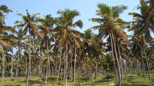 Coconut palm trees