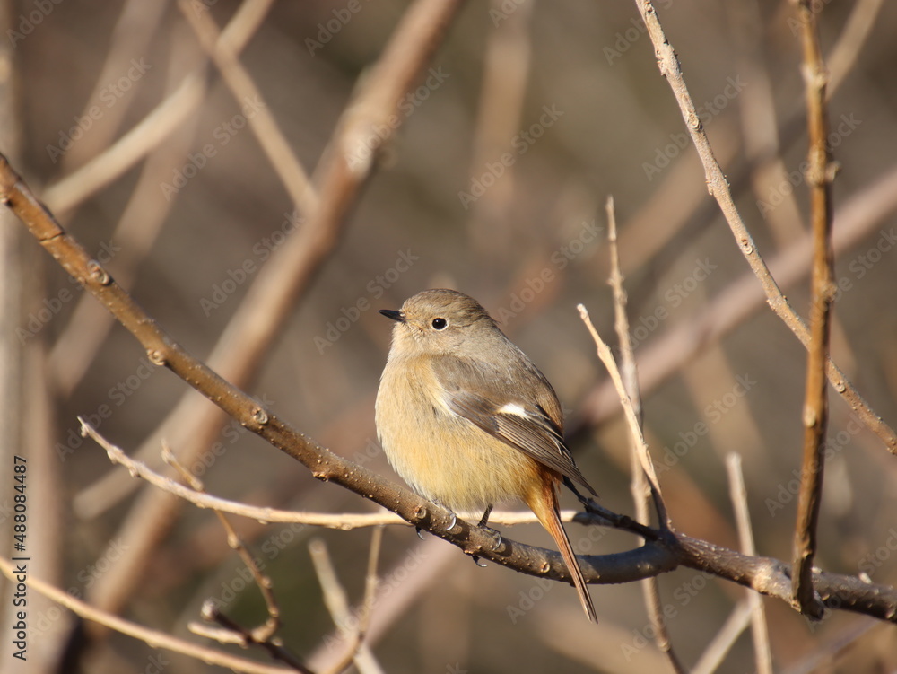 Fototapeta premium 小枝で丸くなる可愛らしい小鳥