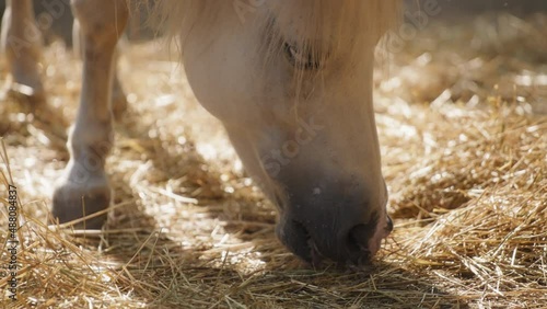 Beautiful white horse eating hay on the ranch. Slow motion, close up.