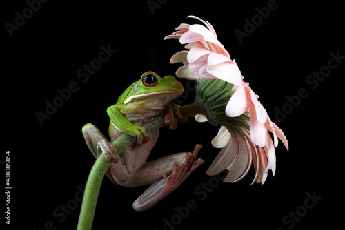 Malayan flying frog perched on a flower