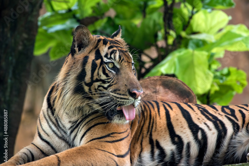Male Sumatran tiger close up 
