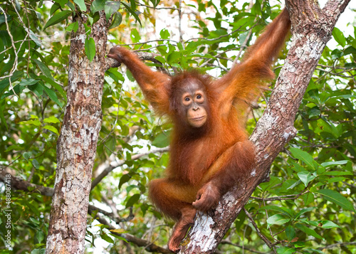 Young orangutan in tree photo
