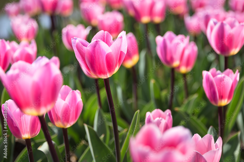 Tulips in The Sunshine	