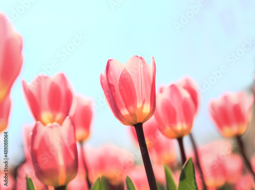 Fototapeta Naklejka Na Ścianę i Meble -  Tulips in The Sunshine	