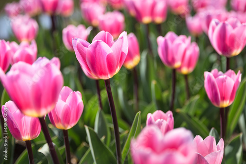 Tulips in The Sunshine  © Eugene
