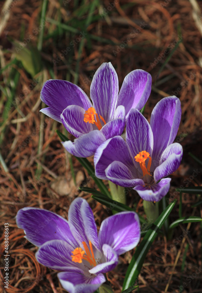 Crocus (plural: crocuses or croci) is a genus of flowering plants in the iris family. Flowers close-up on a blurred natural background. The first spring flower in the garden Crocus (plural: crocuses or croci) is a genus of flowering plants in the iris family. Flowers close-up on a blurred natural background. The first spring flower in the garden