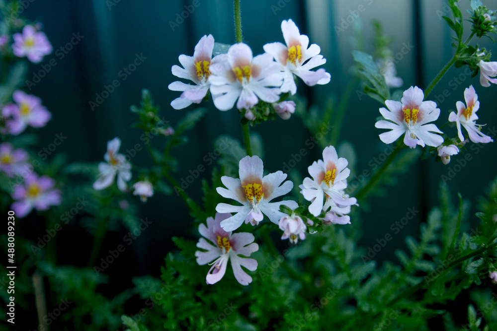 flowers in the garden