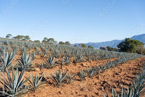 Canvastavla Las plantas de agaves están creciendo en lo alto de las montañas de Jalisco