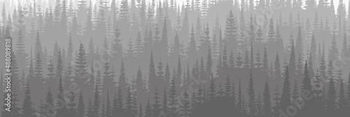 Coniferous forest in the morning haze, black and white landscape	