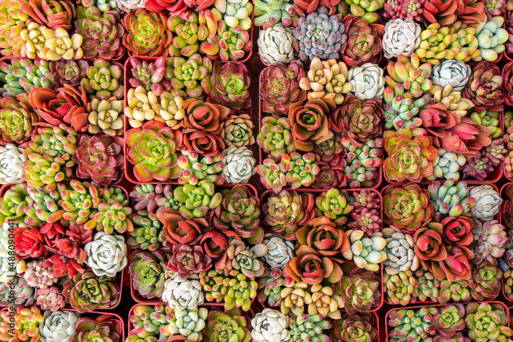 Miniature succulent plants (succulent cactus) at the garden Miniature succulent plants (succulent cactus) at the garden
