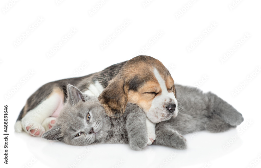 Beagle puppy sleeps with young kitten. isolated on white background