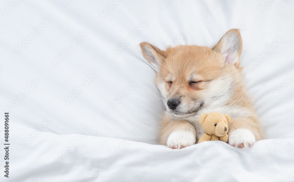 Cute Welsh Corgi puppy sleeps under warm blanket on a bed at home and hugs toy bear. Top down view. Empty space for text