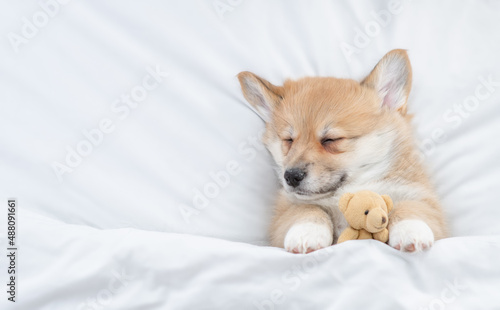 Cute Welsh Corgi puppy sleeps under warm blanket on a bed at home and hugs toy bear. Top down view. Empty space for text