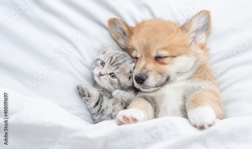 Cozy Pembroke Welsh corgi puppy lying with tiny tabby fold kitten under white warm blanket on a bed at home. Top down view