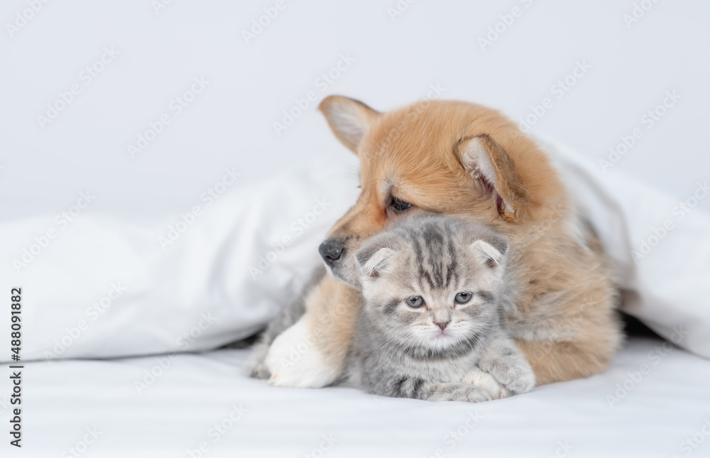 Friendly Pembroke Welsh corgi puppy hugs tiny kitten under warm blanket on a bed at home. Empty space for text