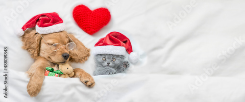 English Cocker Spaniel puppy sleeps with cozy kitten under warm white blanket on a bed at home. Pets wearing red santa hats sleep together. Puppy hugs toy bear. Empty space for text