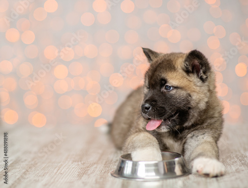 Hungry American Akita puppy lies near empty bowl and watis a food. Empty space for text