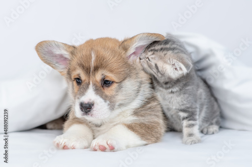 Funny kittens whispering secrets in the puppy s ear under white warm blanket on a bed at home