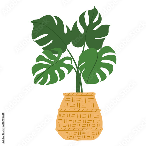 Indoor potted plant monstera deliciosa illustration