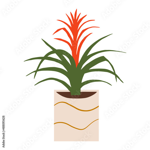 Indoor potted plant bromeliad guzmania illustration