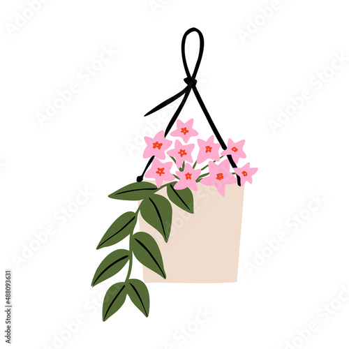 Indoor potted plant hoya illustration