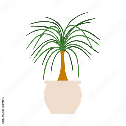 Indoor potted plant ponytail palm illustration