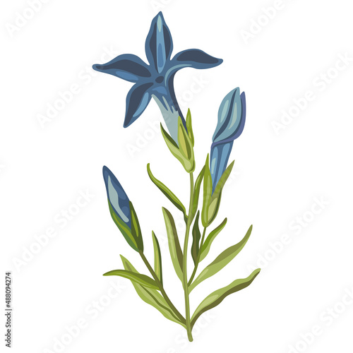 Blooming branch of Gentiana ciliata. Fringed gentian. Gentianopsis crinita. Greater fringed gentian. Blue gentian. Isolated vector illustration.