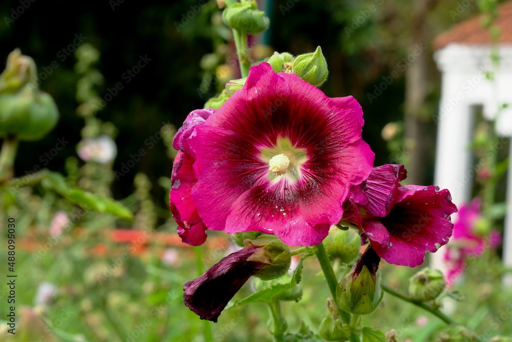 Fototapeta premium Macro photo beautiful pink Alcea flower in Thailand