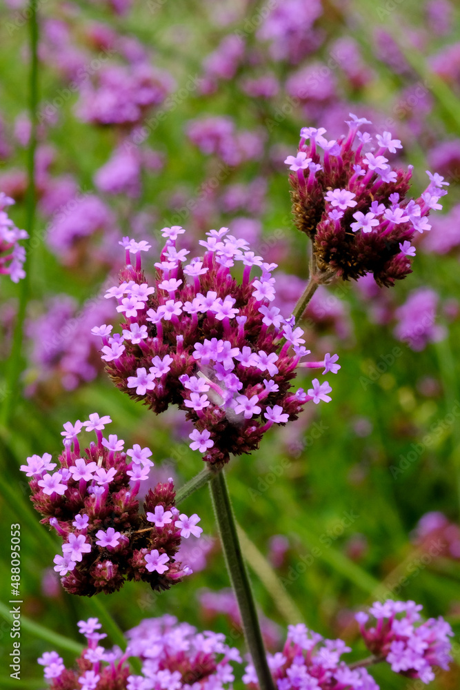 Close up butterfly bush and leaves isolated in nature for background.