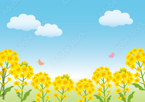 菜の花と青空の背景素材